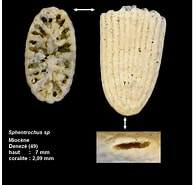 Image result for "sphenotrochus Andrewianus". Size: 194 x 185. Source: www.geoforum.fr