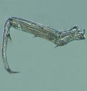 Image result for "sapphirina Intestinata". Size: 178 x 185. Source: www.obs-vlfr.fr