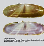 Afbeeldingsresultaten voor Solecurtidae Superfamilie. Grootte: 176 x 185. Bron: www.nmr-pics.nl