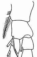 Bildresultat för Temorites elongata Stam. Storlek: 104 x 185. Källa: copepodes.obs-banyuls.fr