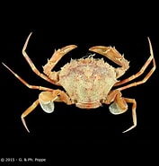 Image result for "parathranites Orientalis". Size: 177 x 185. Source: www.crustaceology.com