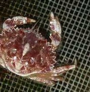 Image result for "cancer Gibbosulus". Size: 182 x 146. Source: uni2008.web.fc2.com