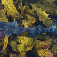 Image result for Aulohalaelurus labiosus. Size: 187 x 185. Source: reeflifesurvey.com
