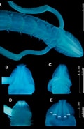 Afbeeldingsresultaten voor Magelona mirabilis. Grootte: 120 x 185. Bron: www.researchgate.net