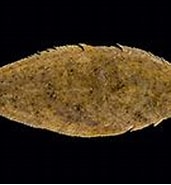 Image result for "solea Aegyptiaca". Size: 171 x 124. Source: www.fishbase.se