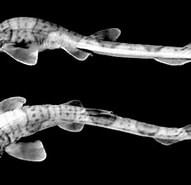 Afbeeldingsresultaten voor "schroederichthys Tenuis". Grootte: 191 x 156. Bron: www.researchgate.net