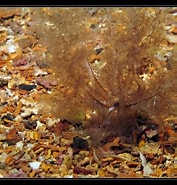 Image result for "neopentadactyla Mixta". Size: 177 x 185. Source: www.flickr.com