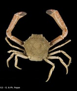 Image result for Harrovia elegans. Size: 157 x 185. Source: www.crustaceology.com