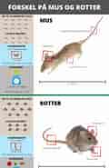 Image result for forskel på rotter og mus. Size: 120 x 185. Source: peststopshop.eu