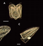 Image result for "lensia Subtiloides". Size: 174 x 185. Source: scienceon.kisti.re.kr
