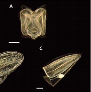 Image result for Lensia subtiloides Orde. Size: 183 x 185. Source: scienceon.kisti.re.kr