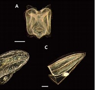 Image result for Lensia subtiloides Geslacht. Size: 197 x 185. Source: scienceon.kisti.re.kr