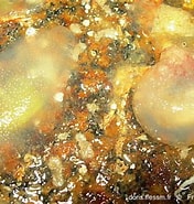 Image result for "ascidiella Scabra". Size: 176 x 185. Source: doris.ffessm.fr