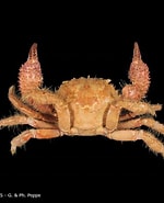 Image result for "actumnus Squamosus". Size: 150 x 185. Source: www.crustaceology.com