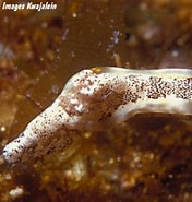 Image result for "pelagonemertes Joubini". Size: 176 x 185. Source: www.underwaterkwaj.com