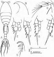 Image result for "oithona Brevicornis". Size: 176 x 185. Source: www.researchgate.net