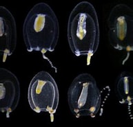 Image result for Euphysa aurata Familie. Size: 193 x 161. Source: invertebrate.w.uib.no