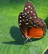 Image result for Thranita crenata. Size: 167 x 185. Source: www.pinterest.com