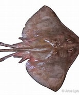 Image result for Dipturus nidarosiensis Habitat. Size: 154 x 185. Source: shark-references.com