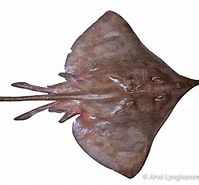 Image result for Dipturus nidarosiensis Feiten. Size: 199 x 185. Source: shark-references.com