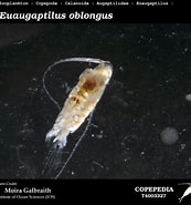 Afbeeldingsresultaten voor Euaugaptilus oblongus Familie. Grootte: 173 x 185. Bron: www.st.nmfs.noaa.gov