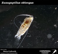 Afbeeldingsresultaten voor Euaugaptilus oblongus Orde. Grootte: 198 x 185. Bron: www.st.nmfs.noaa.gov