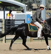Image result for Mcminn County, Tennessee Australian Stock Horse Stallions at Stud. Size: 176 x 185. Source: horsezone.com.au
