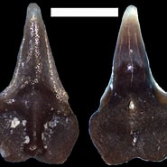 Image result for "centrophorus Machiquensis". Size: 185 x 185. Source: molasse-haie-rochen.de