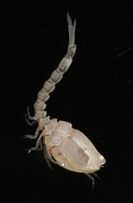 Afbeeldingsresultaten voor "nannastacus Unguiculatus". Grootte: 121 x 185. Bron: www.aphotomarine.com