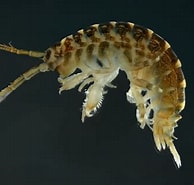 Image result for "echinogammarus Pirloti". Size: 194 x 185. Source: phys.org