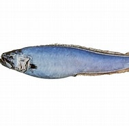 Afbeeldingsresultaten voor Brotulotaenia Brevicauda Verwante Zoekopdrachten. Grootte: 189 x 185. Bron: fishesofaustralia.net.au