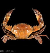 Image result for Charybdis Charybdis japonica Dieet. Size: 174 x 185. Source: www.crustaceology.com
