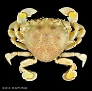 Image result for Izanami curtispina. Size: 187 x 185. Source: www.crustaceology.com