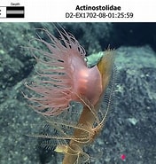Image result for Actinostolidae. Size: 176 x 185. Source: www.ncei.noaa.gov