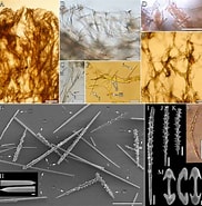 Afbeeldingsresultaten voor Crella Pytheas fusifera Geslacht. Grootte: 182 x 185. Bron: www.researchgate.net