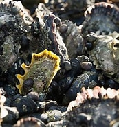 Afbeeldingsresultaten voor Japanse oester Klasse. Grootte: 173 x 185. Bron: deoesterfabriek.nl