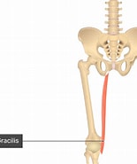 Image result for Musculus Gracilis Origo. Size: 155 x 185. Source: www.getbodysmart.com