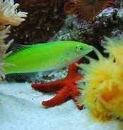 Afbeeldingsresultaten voor groene lipvis Klasse. Grootte: 174 x 185. Bron: www.pinterest.com