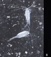 Afbeeldingsresultaten voor Metridia lucens Onderklasse. Grootte: 166 x 185. Bron: www.researchgate.net