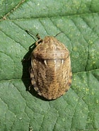 Afbeeldingsresultaten voor "sminthea Eurygaster". Grootte: 140 x 185. Bron: www.flickr.com