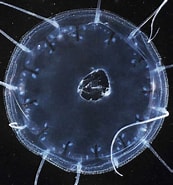 Image result for "solmissus Marshalli". Size: 173 x 185. Source: www.marinespecies.org