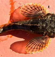Afbeeldingsresultaten voor Myoxocephalus scorpioides Superklasse. Grootte: 180 x 185. Bron: descna.com