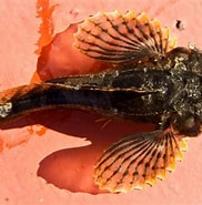 Image result for Myoxocephalus scorpioides Stam. Size: 182 x 185. Source: descna.com