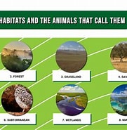 Afbeeldingsresultaten voor Kleinvinkathaai Habitat. Grootte: 181 x 185. Bron: a-z-animals.com