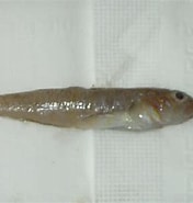 Afbeeldingsresultaten voor "lesueurigobius Sanzoi". Grootte: 176 x 185. Bron: fishbiosystem.ru