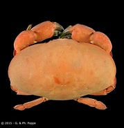 Image result for Atergatis subdentatus. Size: 179 x 185. Source: www.crustaceology.com