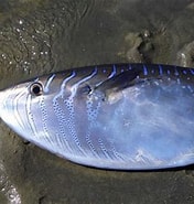 Image result for Ranzania laevis Gedrag. Size: 176 x 185. Source: fishesofaustralia.net.au