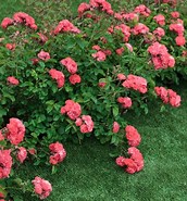 Coral Drift Roses For Sale 的图像结果.大小：172 x 185。 资料来源：www.fast-growing-trees.com