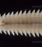 Image result for Ophryotrocha geryonicola Geslacht. Size: 164 x 185. Source: animals.fandom.com