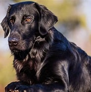Image result for Flat Coated Retriever Omplassering. Size: 184 x 174. Source: a-z-animals.com